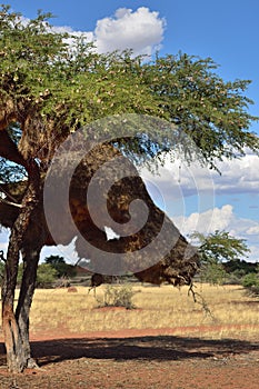 Vachellia erioloba or camelthorns tree in the Kalahari desert, N