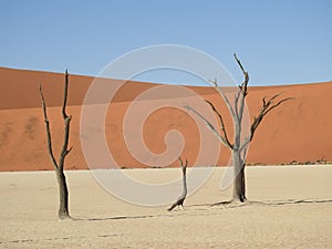 Vachellia erioloba in Deadvlei