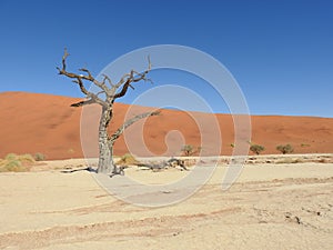 Vachellia erioloba in Deadvlei