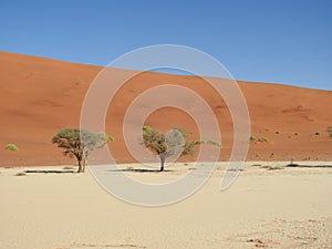 Vachellia erioloba in Deadvlei