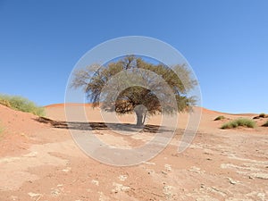 Vachellia erioloba in Deadvlei