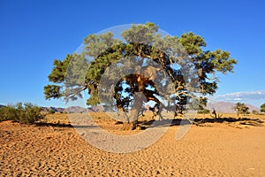 Vachellia erioloba, Namibia
