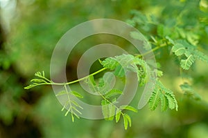 Vachellia nilotica is a flowering plant, the bark, gum, leaves, seeds