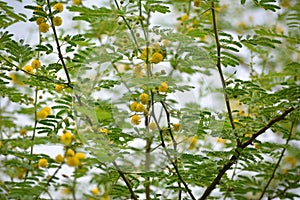 Vachellia nilotica or gum arabic flowers.
