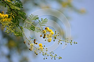Vachellia nilotica or gum arabic flowers.