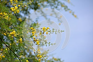 Vachellia nilotica or gum arabic flowers.