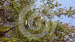 Vachellia nilotica plant leaves