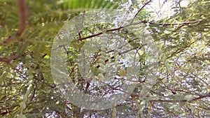 Vachellia nilotica plant leaves photo