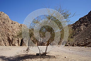 Vachellia nilotica, syn. Acacia nilotica is a flowering tree in the family Fabaceae. Dahab, South Sinai Governorate, Egypt