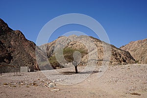 Vachellia tortilis, Acacia tortilis, Israeli babool, genus Vachellia, is the umbrella thorn acacia. Dahab, Egypt