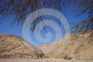 Vachellia tortilis, Acacia tortilis, Israeli babool, genus Vachellia, is the umbrella thorn acacia. Dahab, Egypt