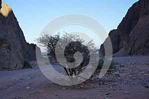 Vachellia tortilis subsp. raddiana  in the vicinity of Malakot Mountain oasis. Vachellia tortilis is the umbrella thorn acacia.