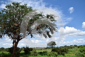 Vachellia tortilis tree and the intact nature at the African savanna