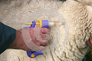 Vacinating a Sheep