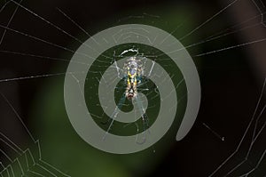 Orchard Orbweaver spider in its web