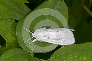 Beautiful white Virginian Tiger Moth resting on a green plant leaf photo