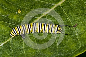 Monarch caterpillar on milkweed leaf with frass
