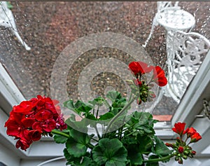 Vadstena, Sweden - May 23, 2021: Blooming red flowers on the windowsill in rainy day