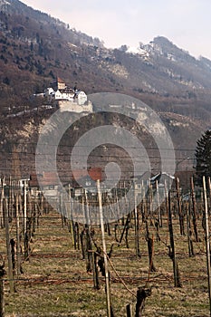 Vaduz castle and vineyard