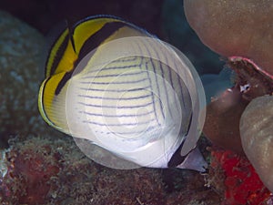 Vagabond butterflyfish