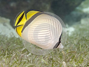 Vagabond butterflyfish