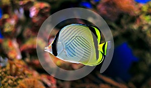 Vagabond Butterflyfish - Chaetodon vagabundus