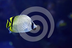 Vagabond Butterflyfish Chaetodon vagabundus