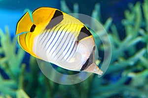 Vagabond butterflyfish