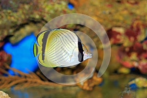 Vagabond Butterflyfish - Chaetodon vagabundus