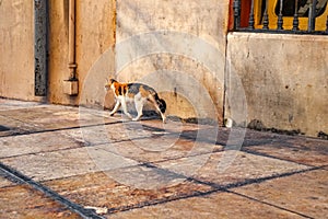 A vagabond cat on the street