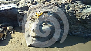 Shiva face carved out of stone in Vagator beach, North Goa, India