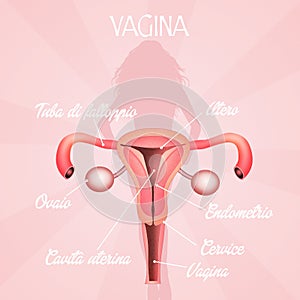 Vagina