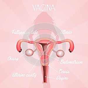 Vagina