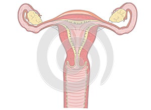 Vagina anatomy photo