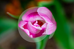 Vagina flower concept. Sexy flower. Pussy vulva and clitoris concept. Sexy flowers. Orgasm and love. Spring bloom photo