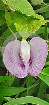 Vagina flower wild mix colour photo