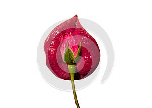 Vagina, gynecology, beautiful female lips with flower, freshness and passion. Delicious female mouth. Pink Rose