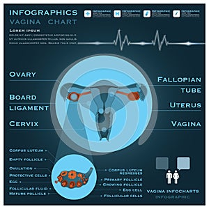 Vagina Infographic Infocharts Health And Medical