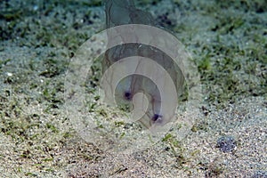 Vagina salp (tethys vagina) in the Red Sea. photo