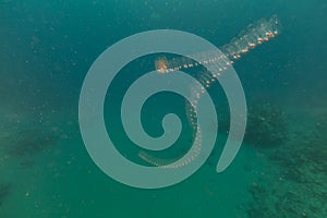 Vagina salp and tropical reef in the Red Sea.