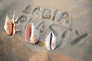 Vagina-shaped seashell on the background of the inscription labiaplasty. female health concept photo