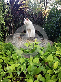 Vagrant cat is sitting on a stone in park