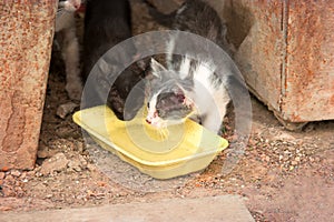 Vagrant cats. Homeless feral cats on dirty street in Russia drink water