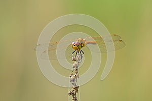 A vagrant darter dragonfly resting on a plant