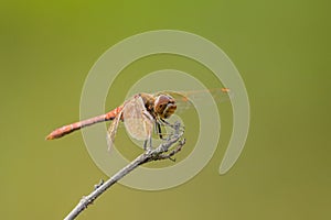 A vagrant darter dragonfly resting on a plant