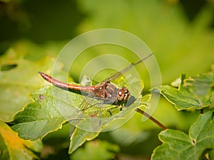 A vagrant darter dragonfly resting in the sun