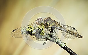 Vagrant Darter, Dragonfly, Sympetrum vulgatum