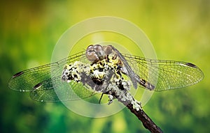 Vagrant Darter, Dragonfly, Sympetrum vulgatum