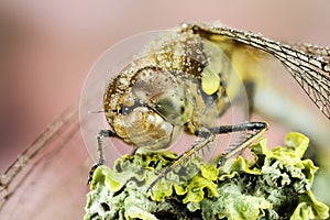 Vagrant Darter, Dragonfly, Sympetrum vulgatum