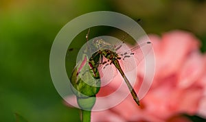 Vagrant darter dragonfly Sympetrum vulgatum with blood-sucking larvae Trombidiidae Erythraeidae on wings.